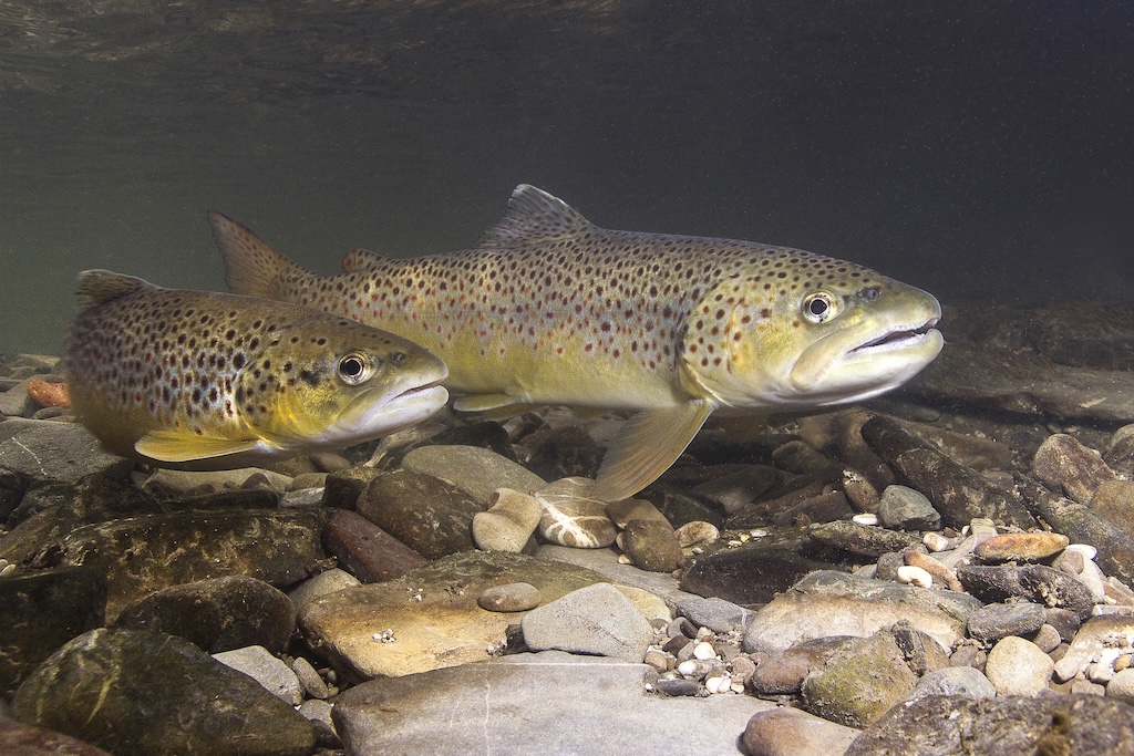 Zwei Bachforellen über steinigem Untergrund im Wasser