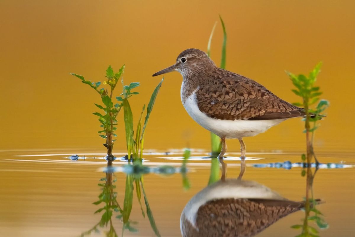 Ein Flussuferläufer steht im flachen Wasser, wo wenige Pflanzen wachsen.