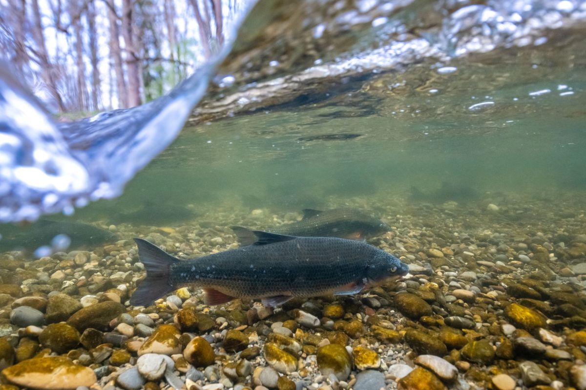 Blick auf einen kleinen Fluss mit Kiesbank, wo Menschen spielen und entspannen, der Fluss ist von Bäumen umgeben.